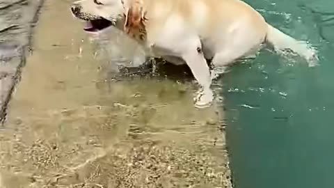 Dog's Comedy Videos 🤣 so cute videos 😍