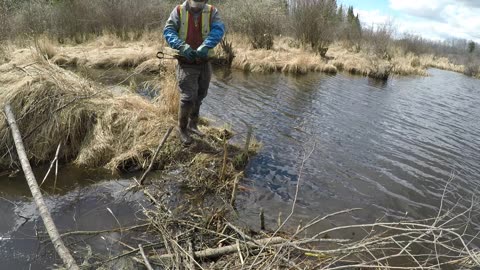 April 29, 2025 - More beavers on the ADC lines