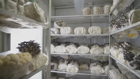 A Peek Inside High-Tech Container Farms