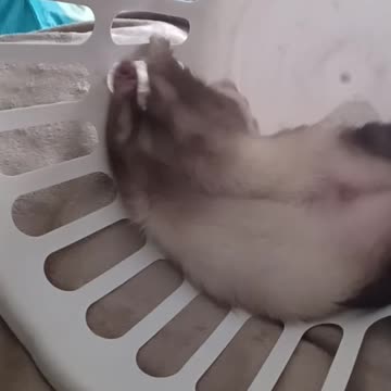 Laundry basket, ping pong balls tiny feet and cuteness overload!!