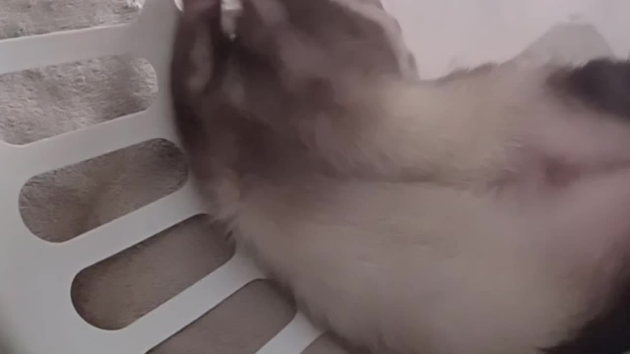 Laundry basket, ping pong balls tiny feet and cuteness overload!!