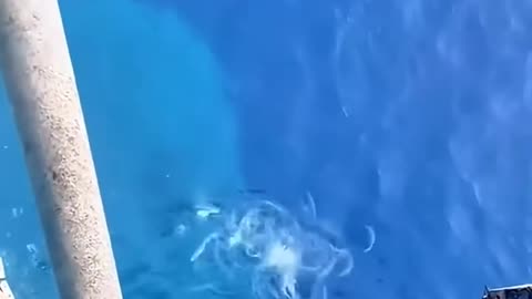Life at North Sea