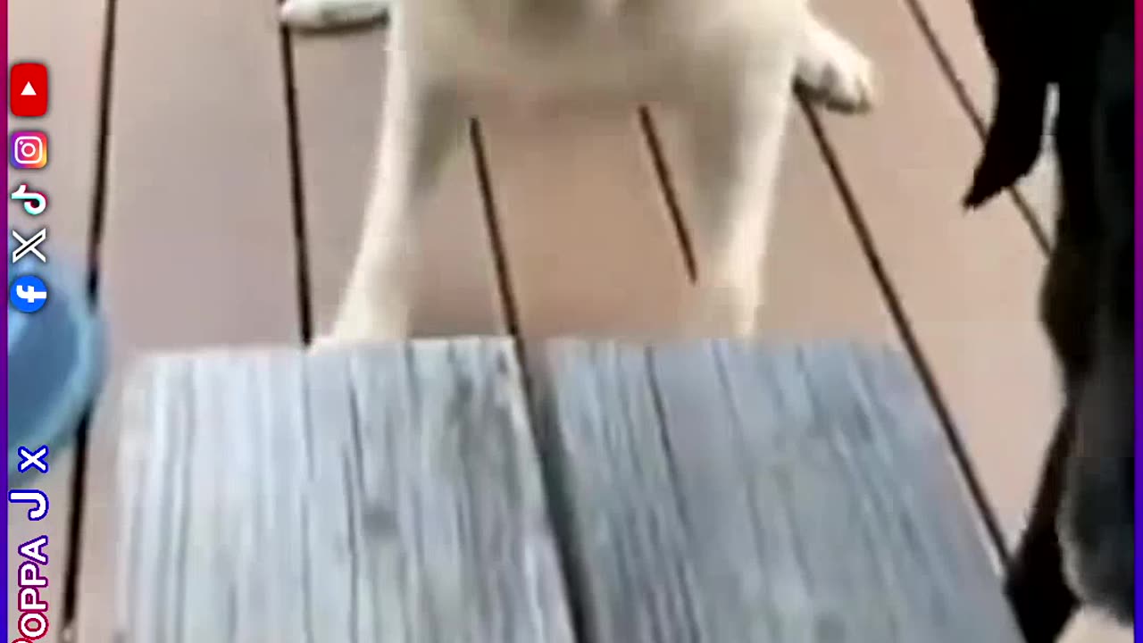 Ultimate Fetch 🐕