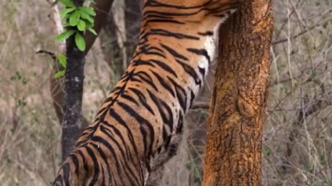 Incredible Tiger Moments Caught on Camera | Animal Explore