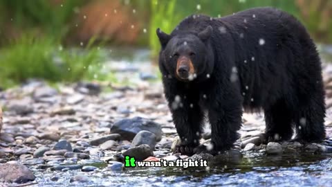 A crying bear brought her dying cub to a man in yakutia…and the incredible happened!