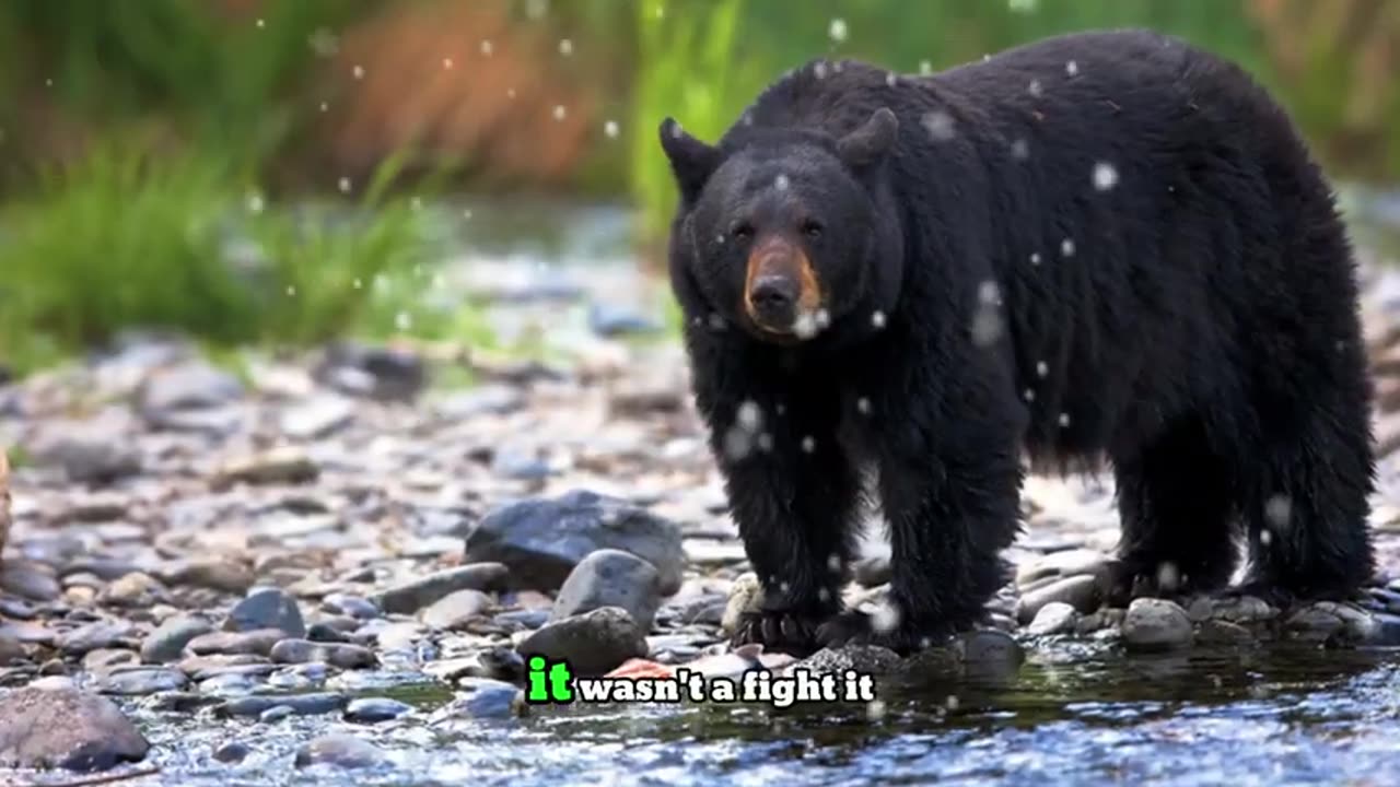 A crying bear brought her dying cub to a man in yakutia…and the incredible happened!