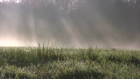 Fog Stock Footage