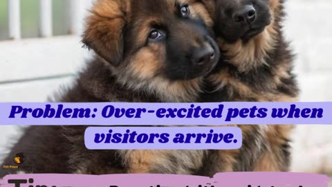 How to Train Pets to Stay Calm Around Guests 🐶✨