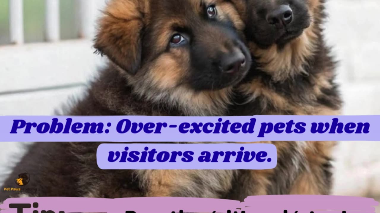 How to Train Pets to Stay Calm Around Guests 🐶✨