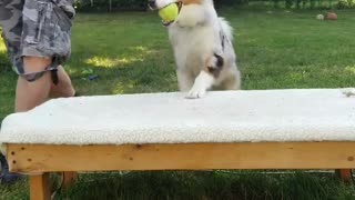 Cable it's all in the game of Fetch short 3