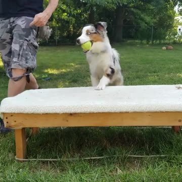 Cable it's all in the game of Fetch short 3