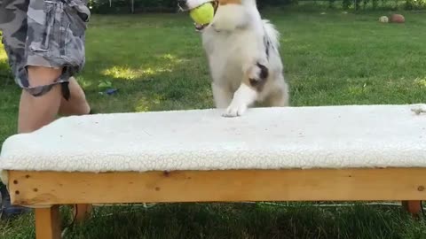 Cable it's all in the game of Fetch short 3