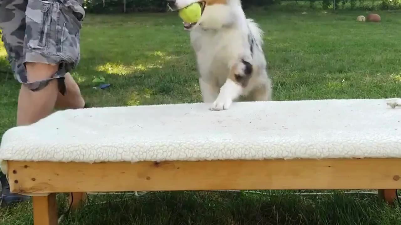 Cable it's all in the game of Fetch short 3