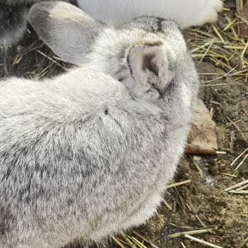 Sneaky Bunny Steals a Snack