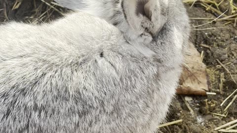 Sneaky Bunny Steals a Snack