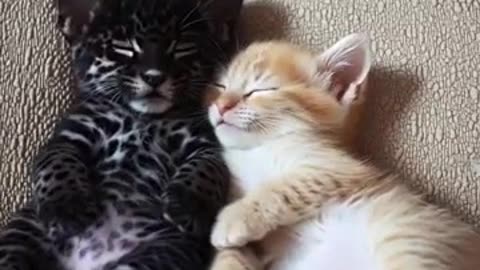 Purr-adise Discovered! ✨ Dreamland Duo Baby Jaguar and Kitten’s Enchanting Sleepytime Journey!