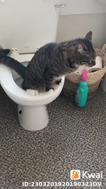 o gato vai no banheiro fazer xixi.mp4
