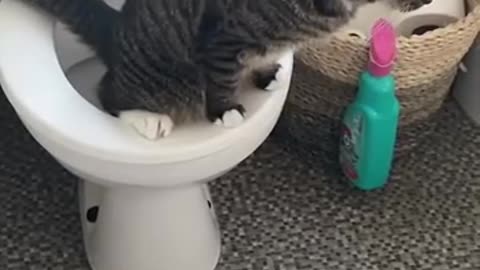 o gato vai no banheiro fazer xixi.mp4