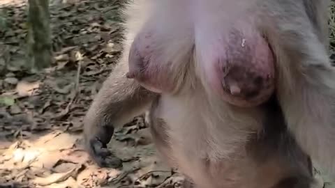 Wowww nice and 👙👠💋👙👠💋👙👠💋 monkey