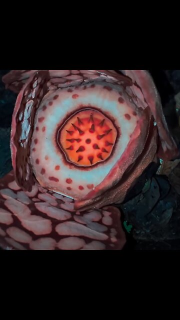 Este hallazgo hizo llorar a un biólogo