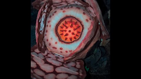 Este hallazgo hizo llorar a un biólogo