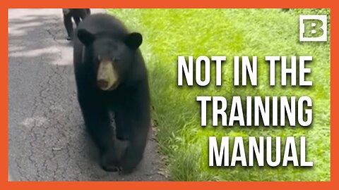 Bears Approach Postal Vehicle Like They Own the Route