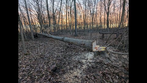 Steele crossing water and a felled tree 18 March 2025