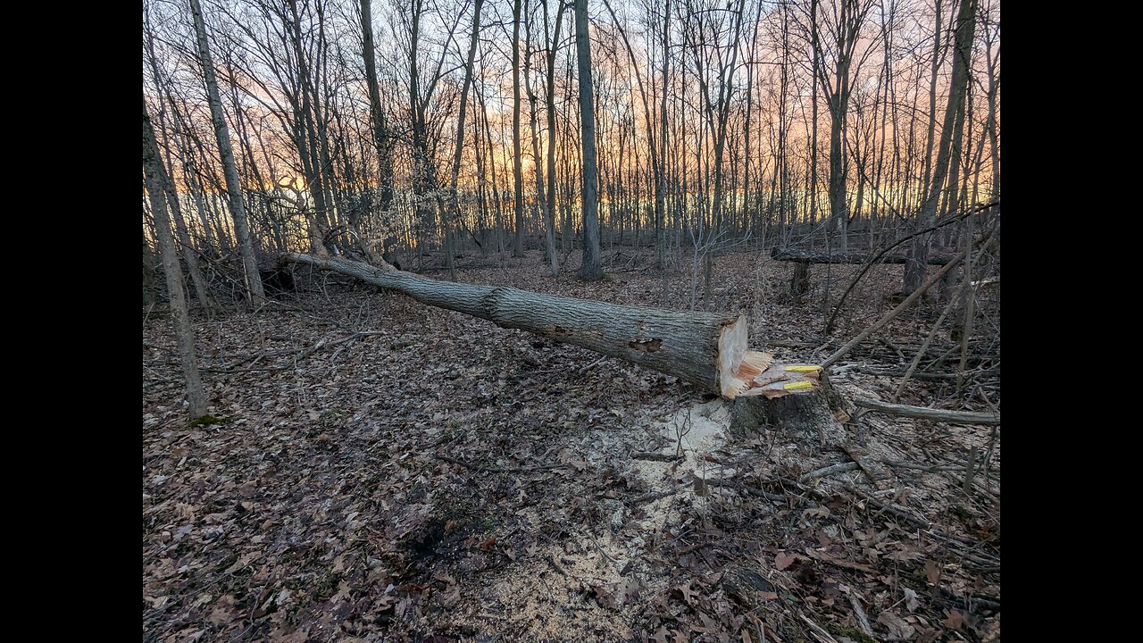 Steele crossing water and a felled tree 18 March 2025