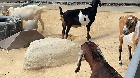Random Goats 🐐 video I recorded on September 18 2025