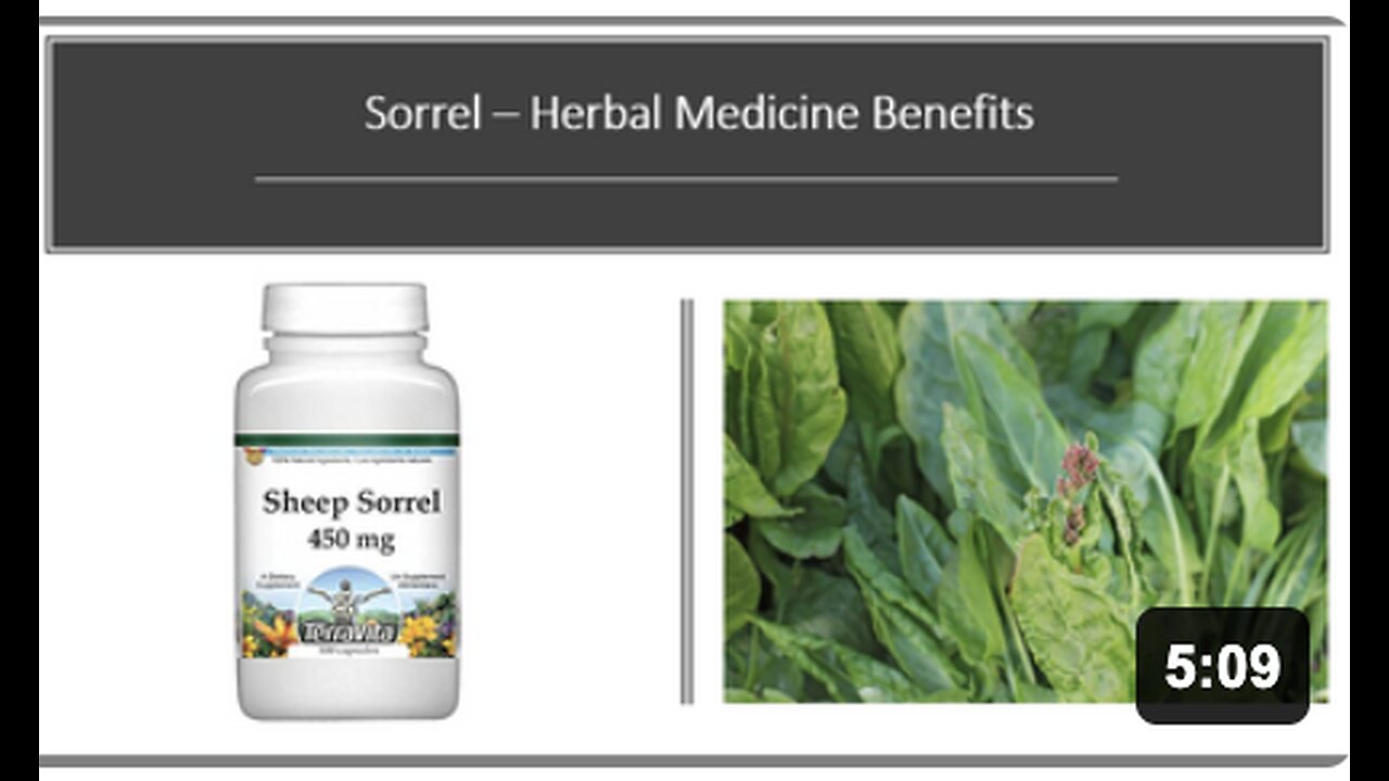 Sorrel - Herbal Medicine Benefits