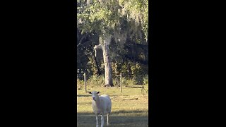 Cows escape, return for dinner