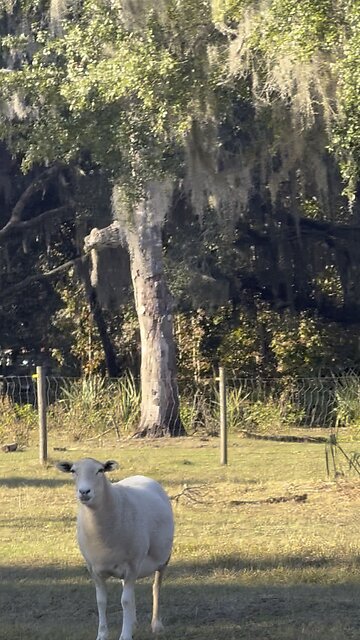 Cows escape, return for dinner
