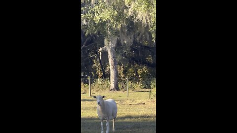 Cows escape, return for dinner