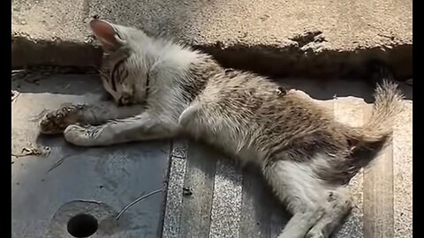 From Near Death to Thriving: Rescuing a Dying, Lice-Infested Kitten 🐱💔➡️❤️‍🩹