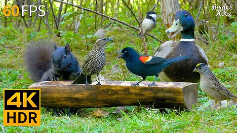 Live : Cat TV for Cats to Watch 😺🐦 Awesome Birds, Squirrels and Ducks 🐿 Cat Games 4K HDR