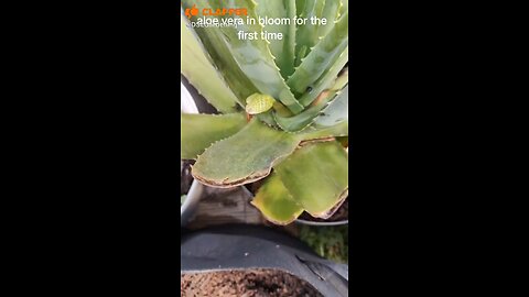 Aloe Bloom Cycle