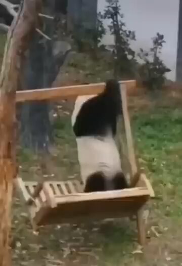 "When Animals Go Wild and Hilarious! 😂 Funniest Animal Moments":