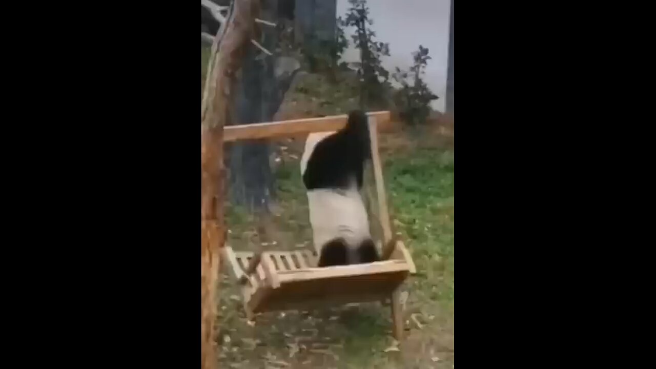 "When Animals Go Wild and Hilarious! 😂 Funniest Animal Moments":