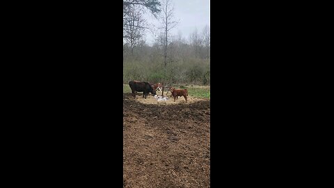 Heifers and calves eating hay.