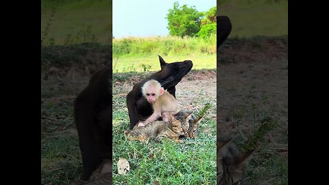 Small baby monkey plays with dog and cat