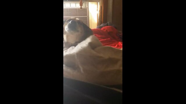 Bella my dog