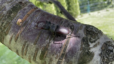 The Beetle and the Tree