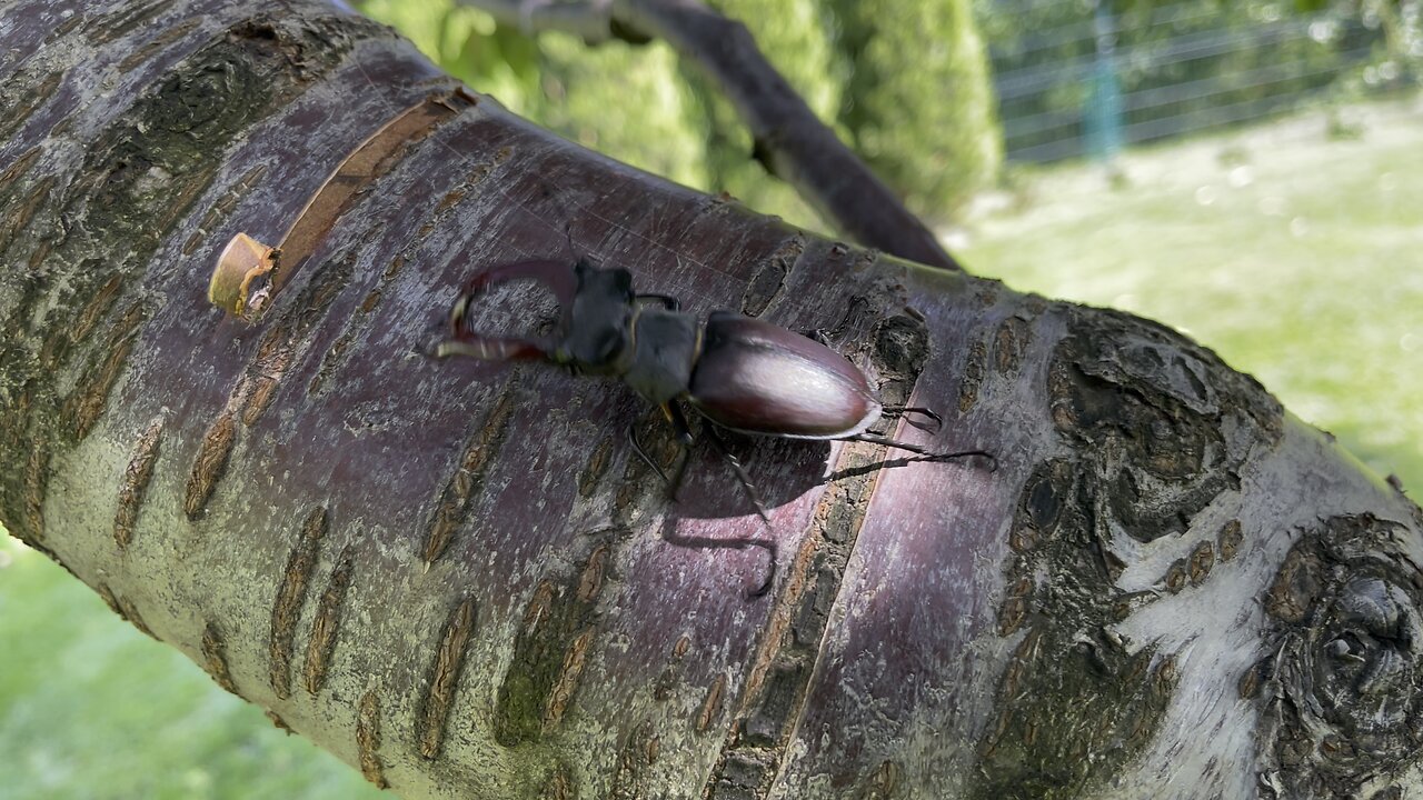 The Beetle and the Tree