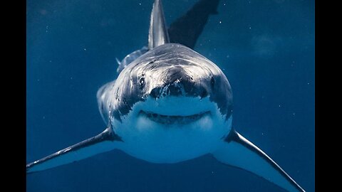 Reaction/Commentary... TOP 10 Best Shark Movies Of All Time