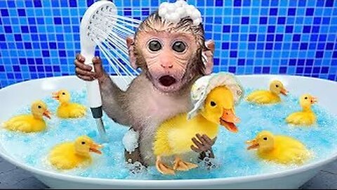 Monkey Baby Bon Bon eats jelly in the pool with duckling and goes to the farm with puppy