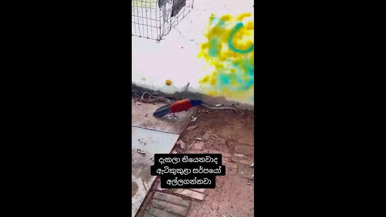 snake attack