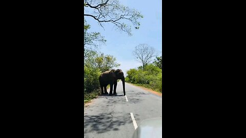 Welcome to Sri Lanka 🇱🇰