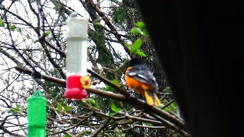 Oriole
