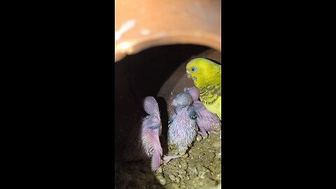 Budgies mom with her babies 🥰