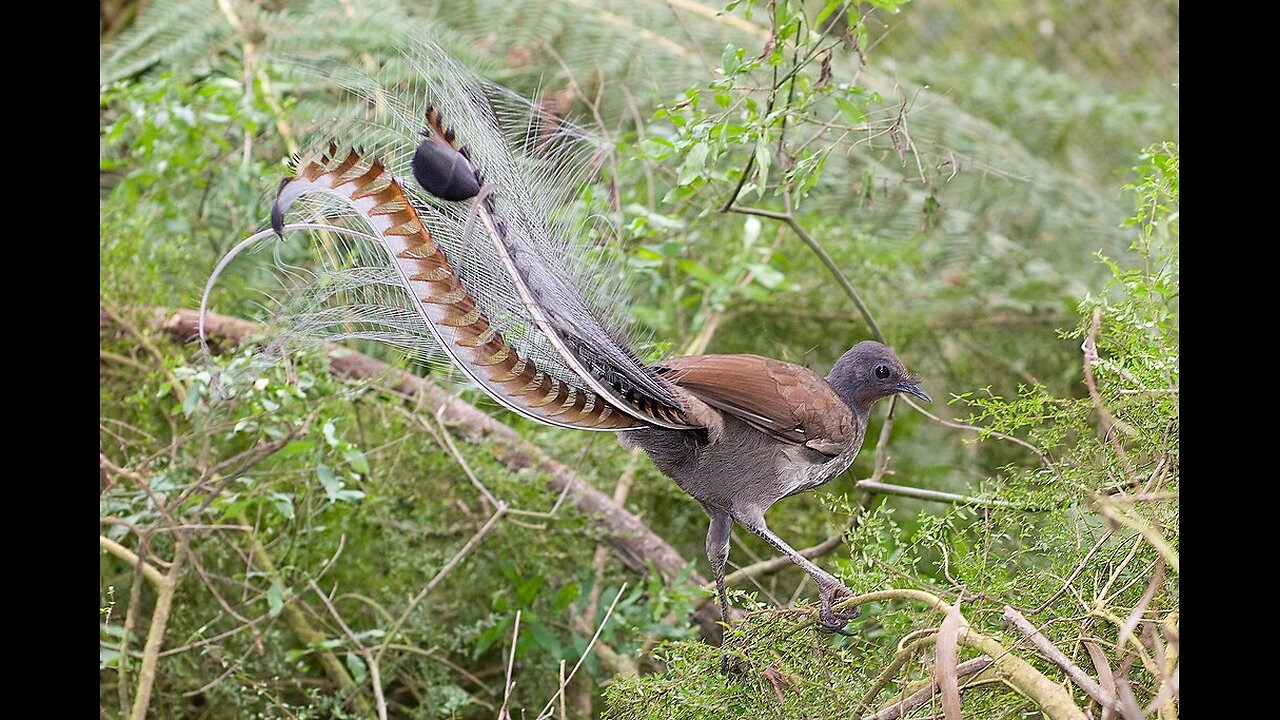 Lyrebird